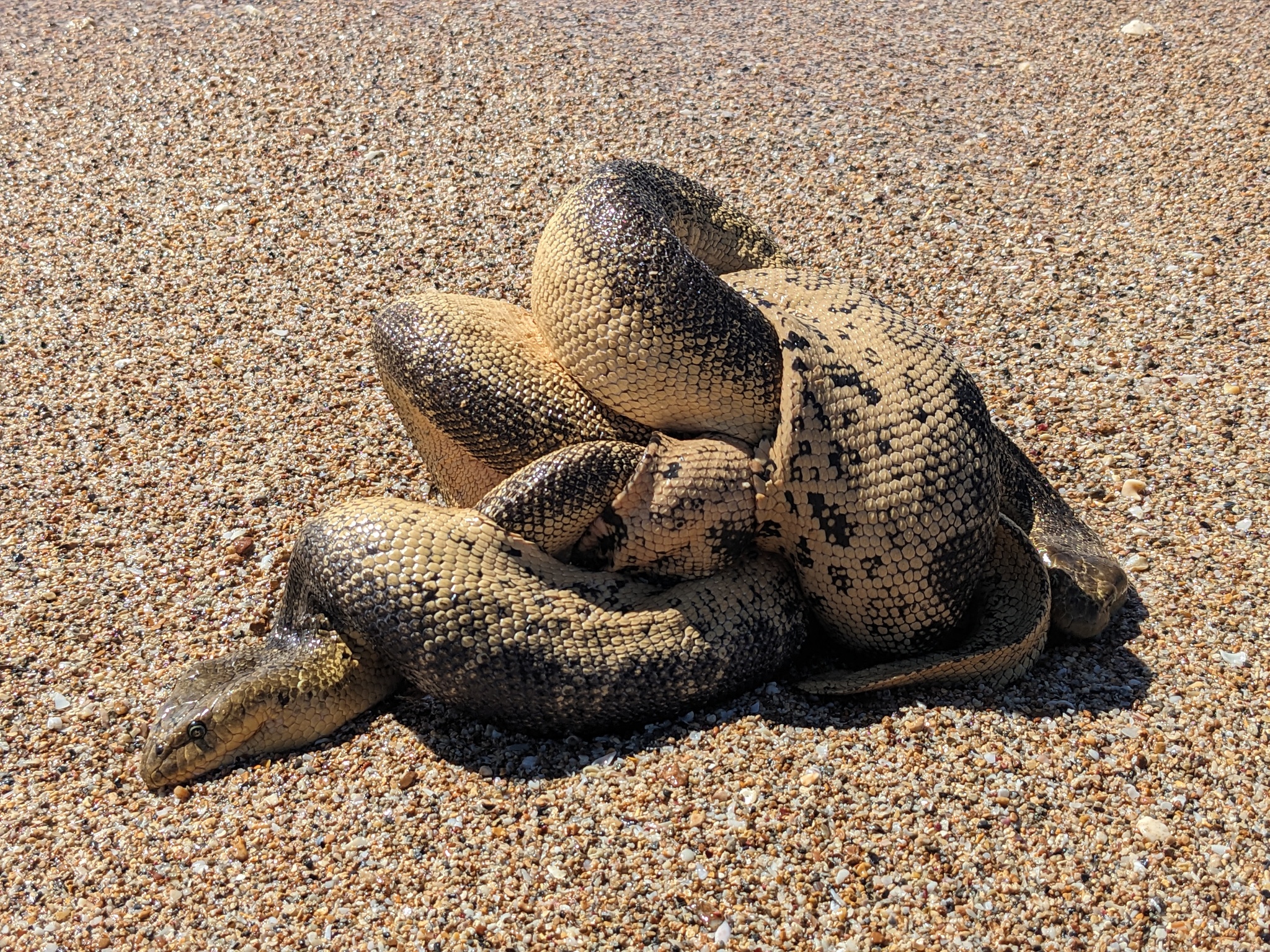 大頭海蛇(斯氏海蛇) Hydrophis stokesii