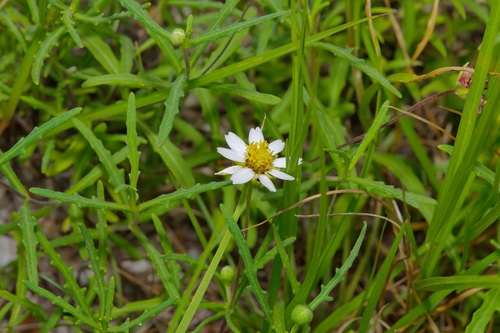 Image of Melampodium cinereum by (c) Michelle W. （鍾偉瑋）, some rights reserved (CC BY)