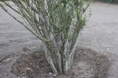 Fouquieriaceae