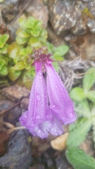 Penstemon davidsonii