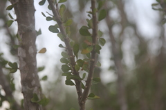 Fouquieriaceae