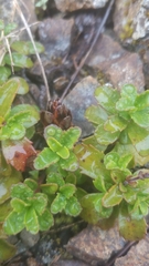 Penstemon davidsonii
