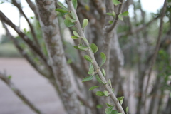 Fouquieriaceae