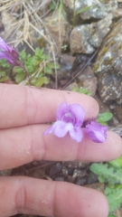 Penstemon davidsonii