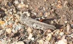 Austroicetes