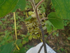 Populus simaroa