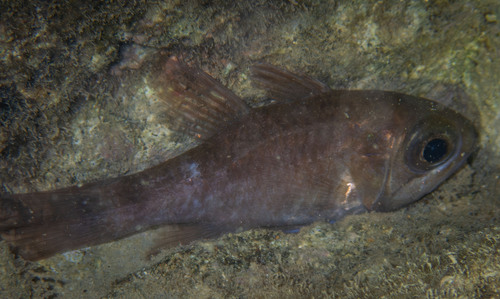 Nectamia fusca observed 2024-07-03