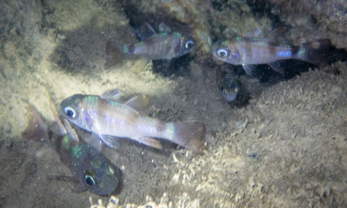 Nectamia fusca observed 2024-07-03