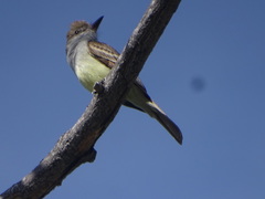 Myiarchus tyrannulus