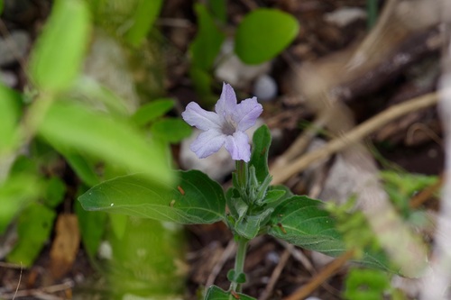 Image of Ruellia occidentalis by (c) Michelle W. （鍾偉瑋）, some rights reserved (CC BY)