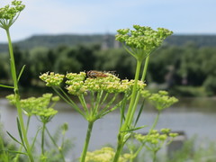 Petroselinum crispum