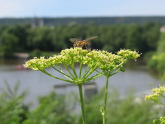 Petroselinum crispum