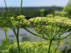 Petroselinum crispum