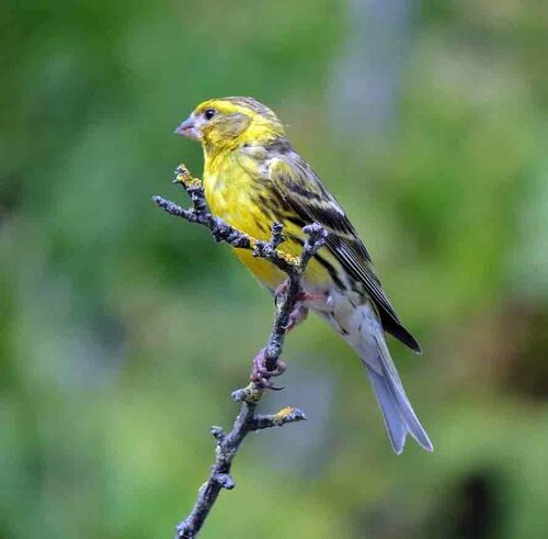 Serin cini