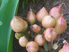 Crinum stuhlmannii image