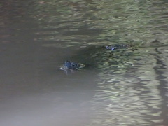 Trachemys nebulosa hiltoni