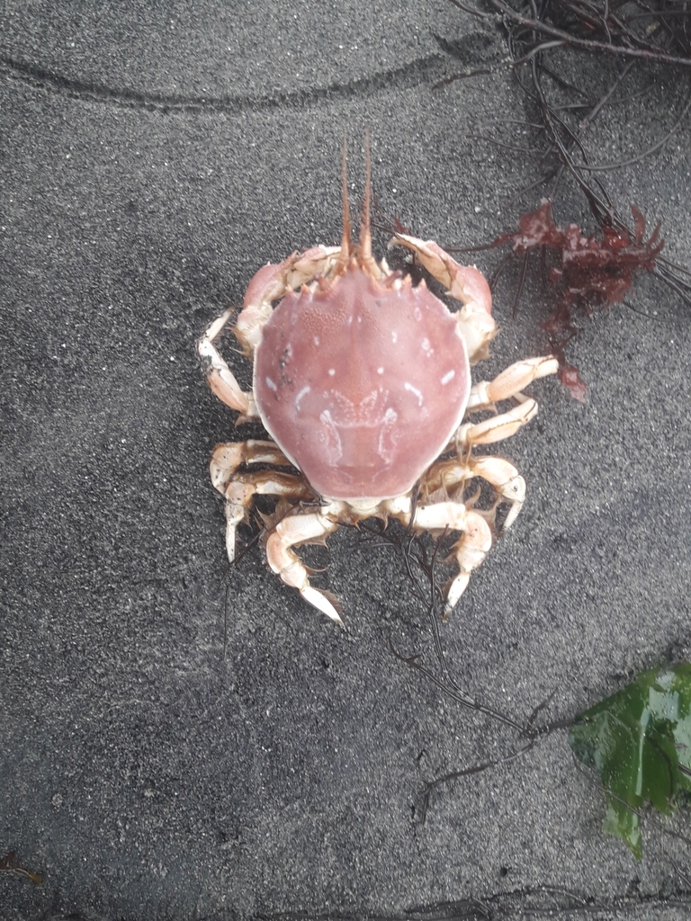 Pseudocorystes sicarius