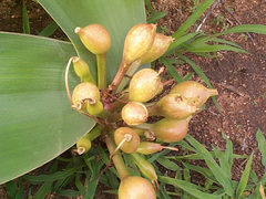 Crinum stuhlmannii image