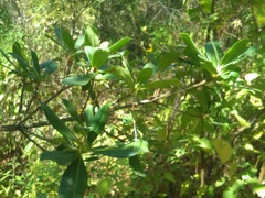 Ternstroemia lineata