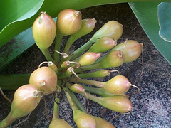 Crinum stuhlmannii image