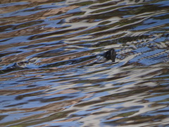 Trachemys nebulosa hiltoni