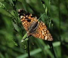 Phyciodes orseis