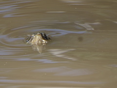 Trachemys nebulosa hiltoni