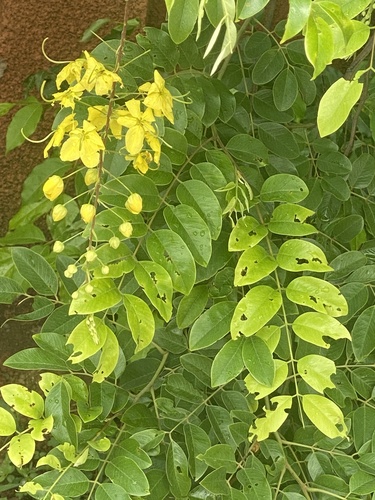 Golden Shower Tree