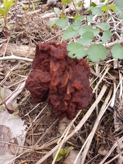Gyromitra esculenta