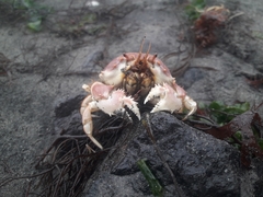 Pseudocorystes sicarius