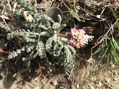 Chaenactis santolinoides