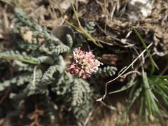 Chaenactis santolinoides