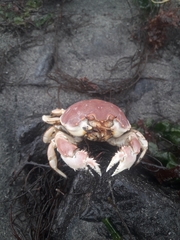 Pseudocorystes sicarius