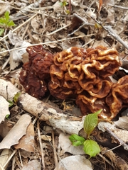 Gyromitra esculenta