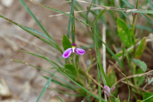 Image of Rhinotropis nitida by (c) Michelle W. （鍾偉瑋）, some rights reserved (CC BY)