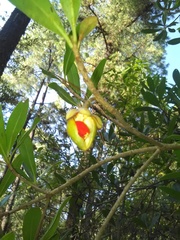 Ternstroemia lineata