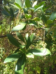 Ternstroemia lineata