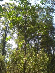 Ternstroemia lineata