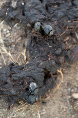 Boreocanthon simplex