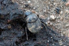 Boreocanthon simplex