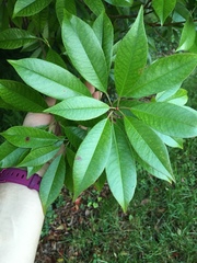 Photinia × fraseri