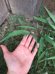 Chasmanthium