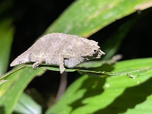 Beraducci’s Pygmy Chameleon - Photo (c) michelemenegon, some rights reserved (CC BY-NC), uploaded by michelemenegon