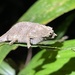 Beraducci’s Pygmy Chameleon - Photo (c) michelemenegon, some rights reserved (CC BY-NC), uploaded by michelemenegon