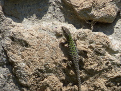 Podarcis siculus