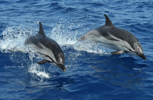 Striped Dolphin, 17100 Savona SV, Italia, photo 7 of 10