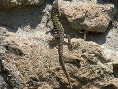 Podarcis siculus