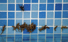 Lissotriton schmidtleri