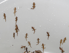 Lissotriton schmidtleri