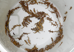 Lissotriton schmidtleri